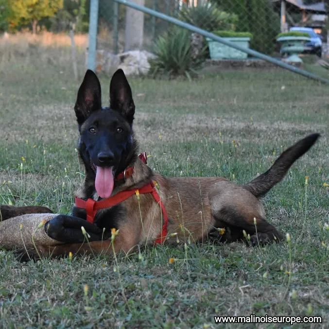Belgijski ovčar na prodaju, Lazarevac (5)