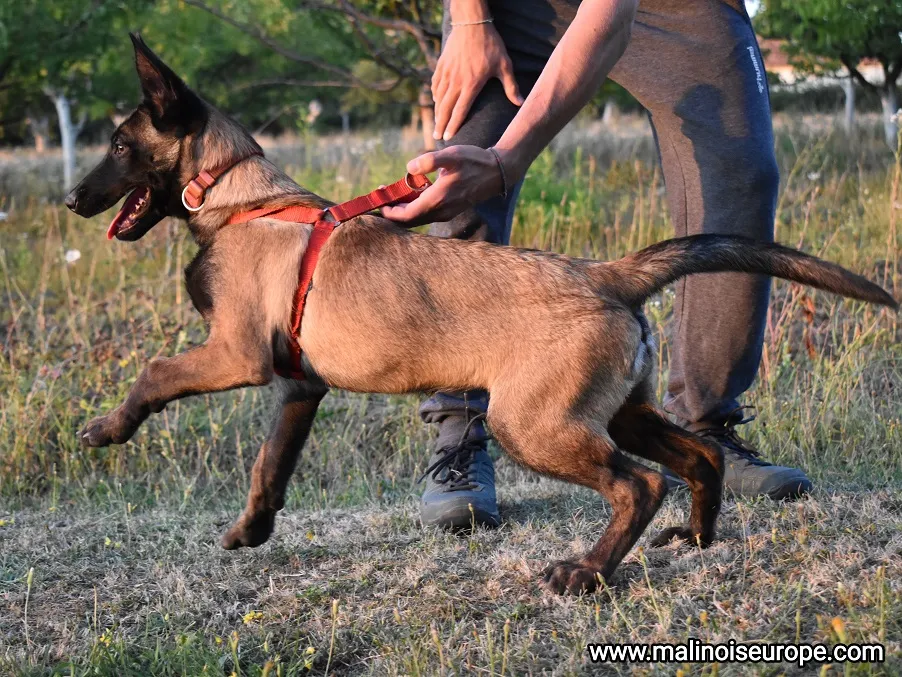 Belgijski ovčar na prodaju, Lazarevac (2)