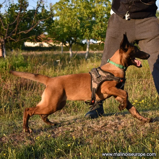 Belgijski ovčar na prodaju, Lazarevac (3)