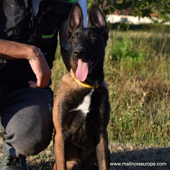 Belgijski ovčar na prodaju, Lazarevac (6)