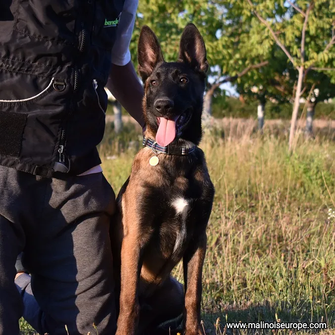 Belgijski ovčar na prodaju, Lazarevac