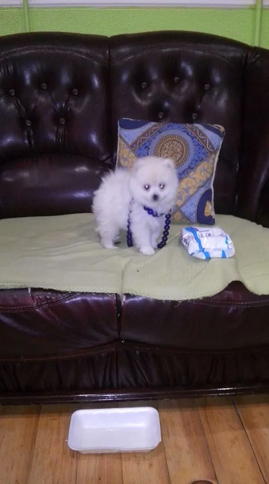 Nemački špic na prodaju, Novi Sad