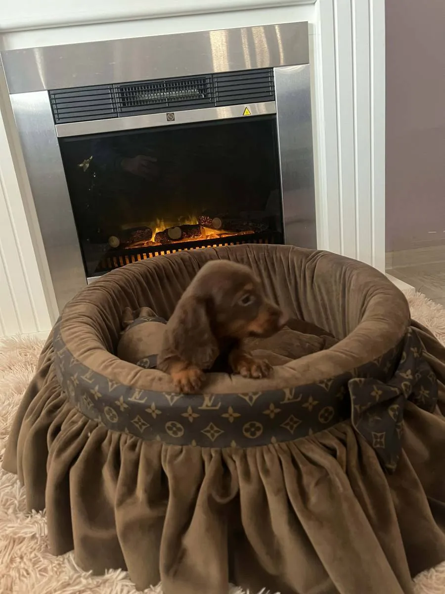 Jazavičar na prodaju, Novi Sad (5)