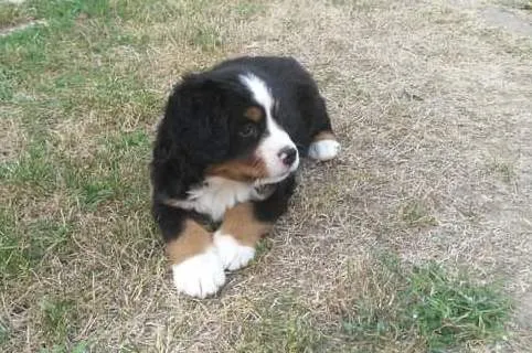 Bernski pastirski pas na prodaju, Šabac