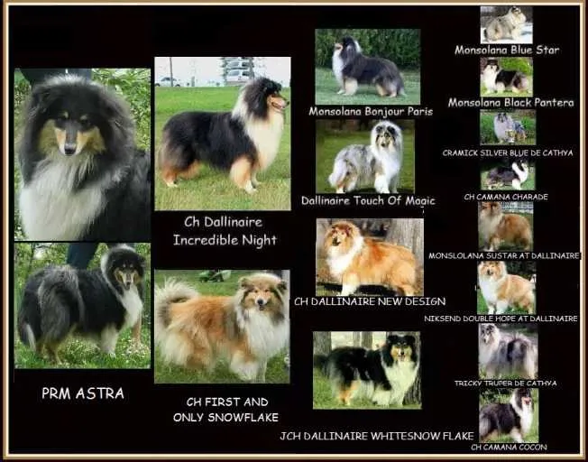 Ostalo na prodaju, Srbobran