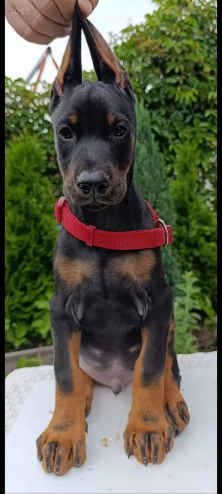 Doberman na prodaju, Sremska Mitrovica