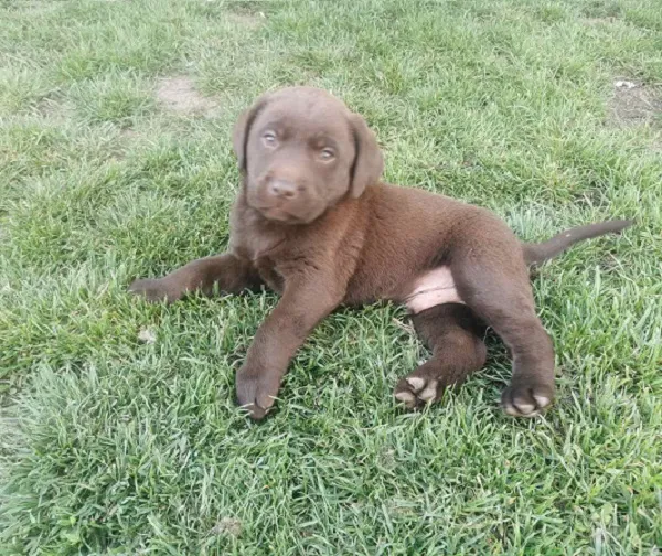 Labrador retriver na prodaju, Beograd