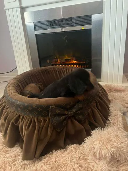 Jazavičar na prodaju, Novi Sad