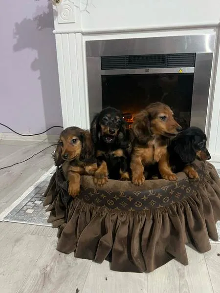 Jazavičar na prodaju, Novi Sad