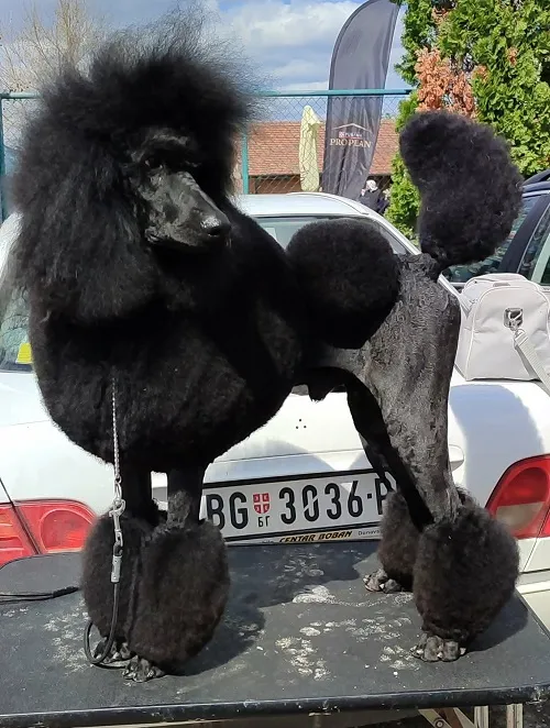 Pudla (velika) na prodaju, Valjevo