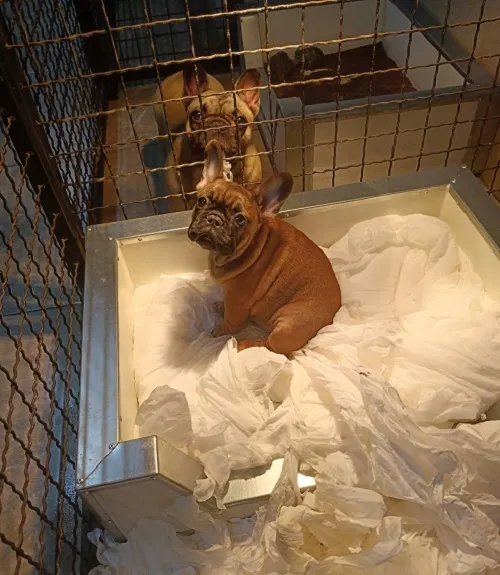 Francuski buldog na prodaju, Sremska Mitrovica (2)