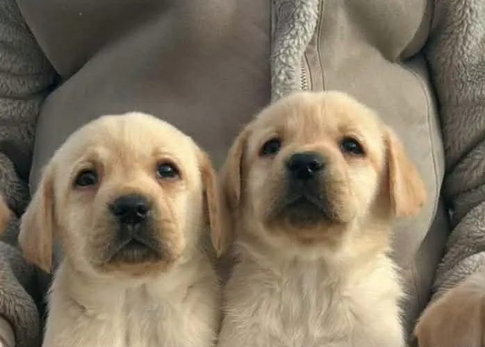 Labrador retriver na prodaju, Obrenovac (2)
