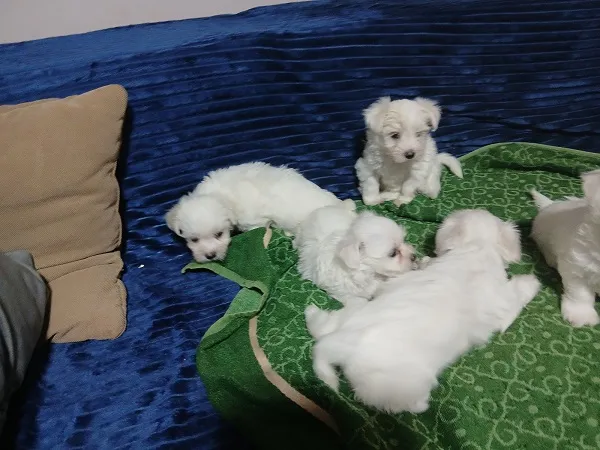 Malteški pas na prodaju, Zrenjanin (2)