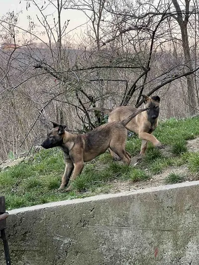 Belgijski ovčar na prodaju, Novi Sad (2)
