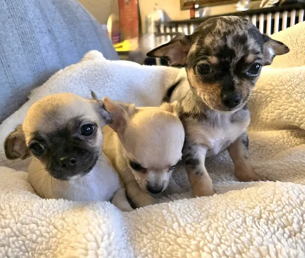 Čivava na prodaju, Zrenjanin (2)