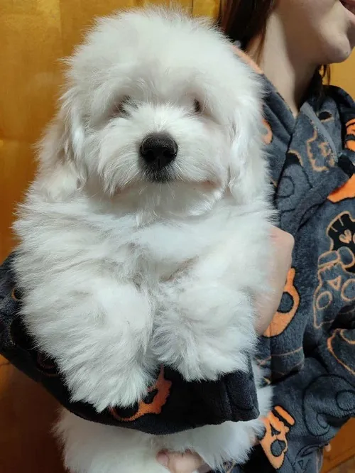 Tulearski pas na prodaju, Jagodina (2)