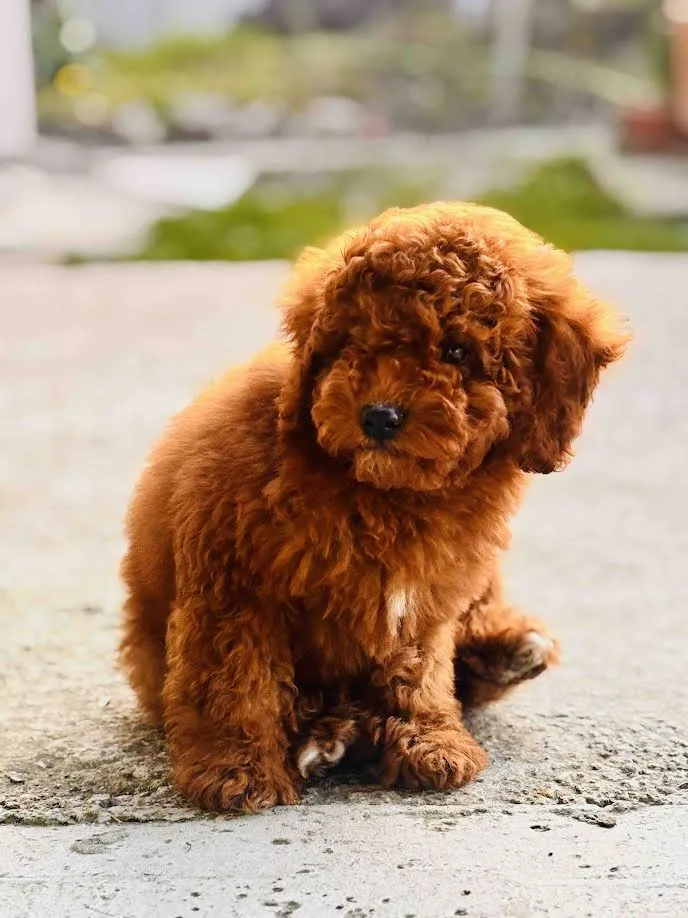 Pudla (patuljasta) na prodaju, Beograd (2)