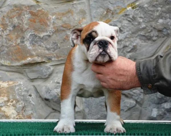 Buldog na prodaju, Beograd (2)