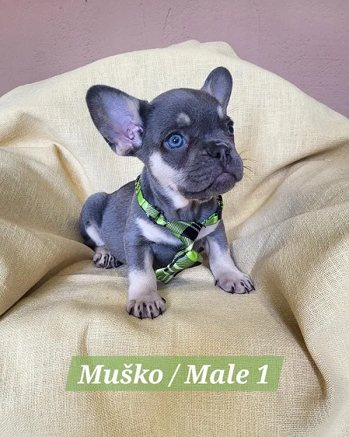 Francuski buldog na prodaju, Trstenik (2)