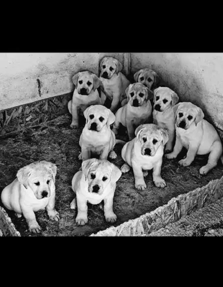 Labrador retriver na prodaju, Beograd Surčin (2)