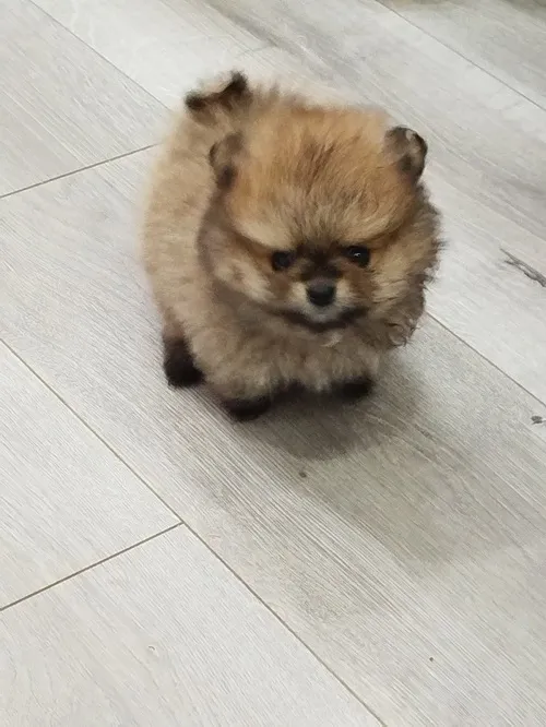 Ostalo na prodaju, Beograd (2)