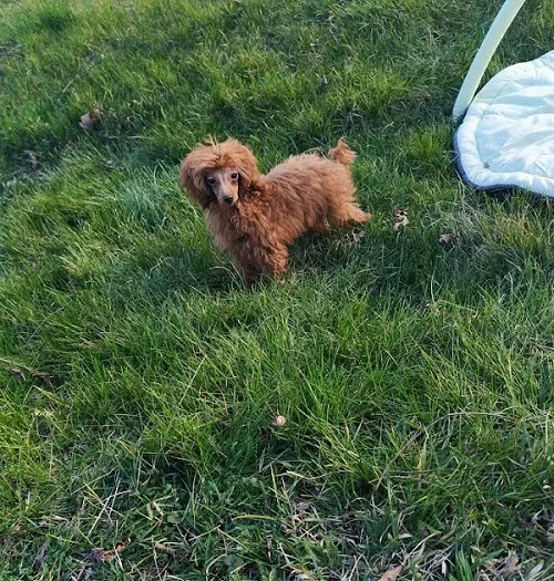 Pudla (patuljasta) na prodaju, Zrenjanin (2)