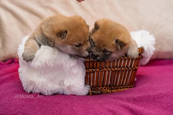 Šiba inu na prodaju, Beograd (2)