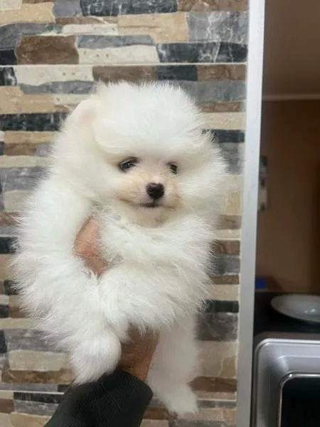 Nemački špic na prodaju, Novi Sad (2)