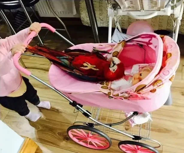 Ara Severa na prodaju, Beograd Batajnica (3)