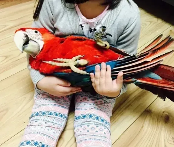 Ara Severa na prodaju, Beograd Batajnica