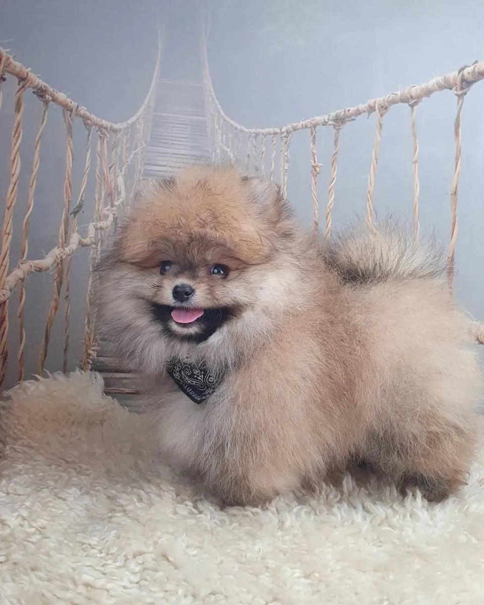 Nemački špic na prodaju, Novi Sad (2)