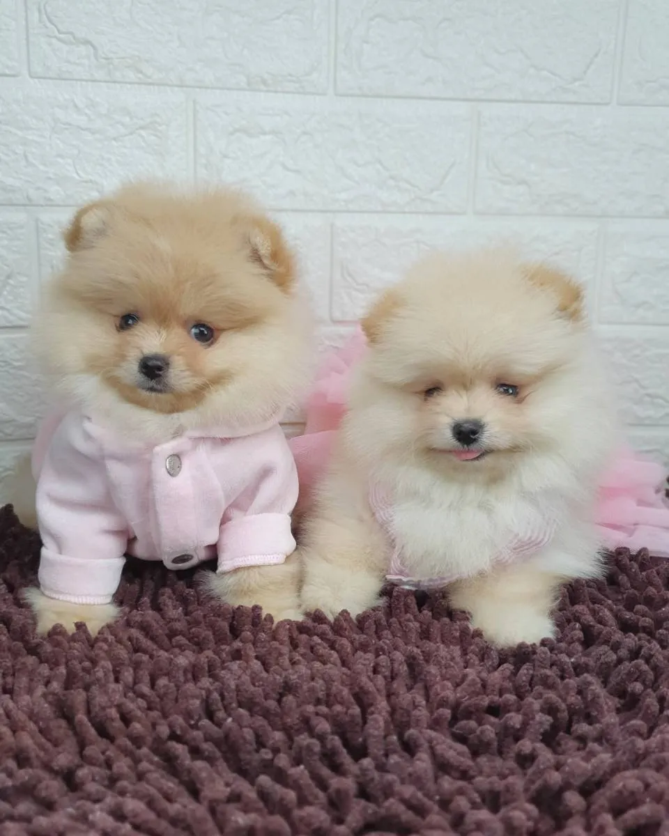 Nemački špic na prodaju, Novi Sad (4)