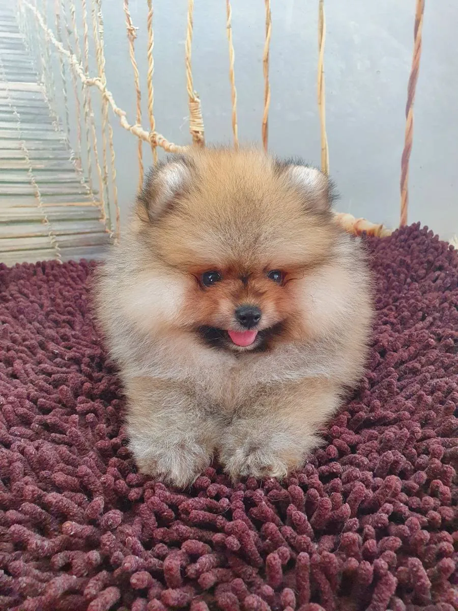 Nemački špic na prodaju, Novi Sad (2)