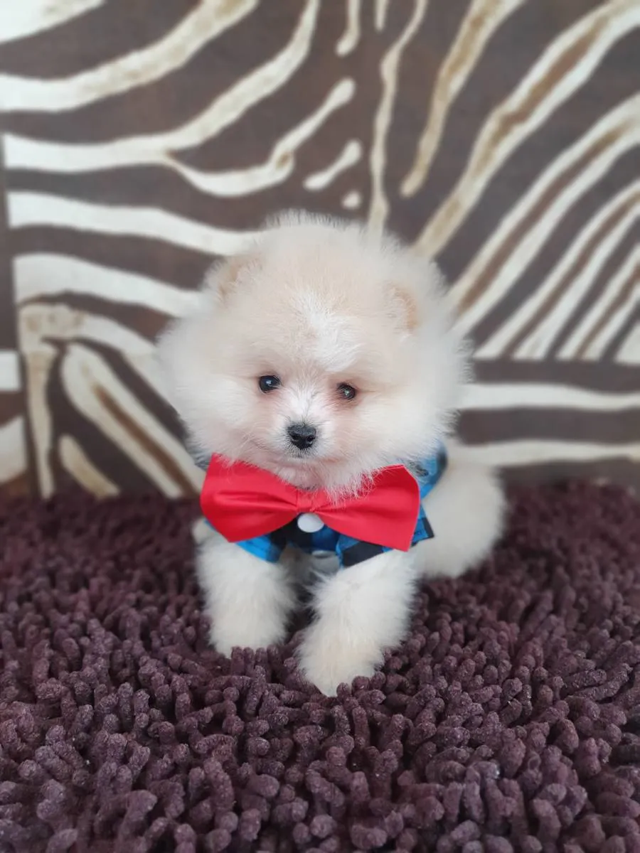 Nemački špic na prodaju, Novi Sad (3)