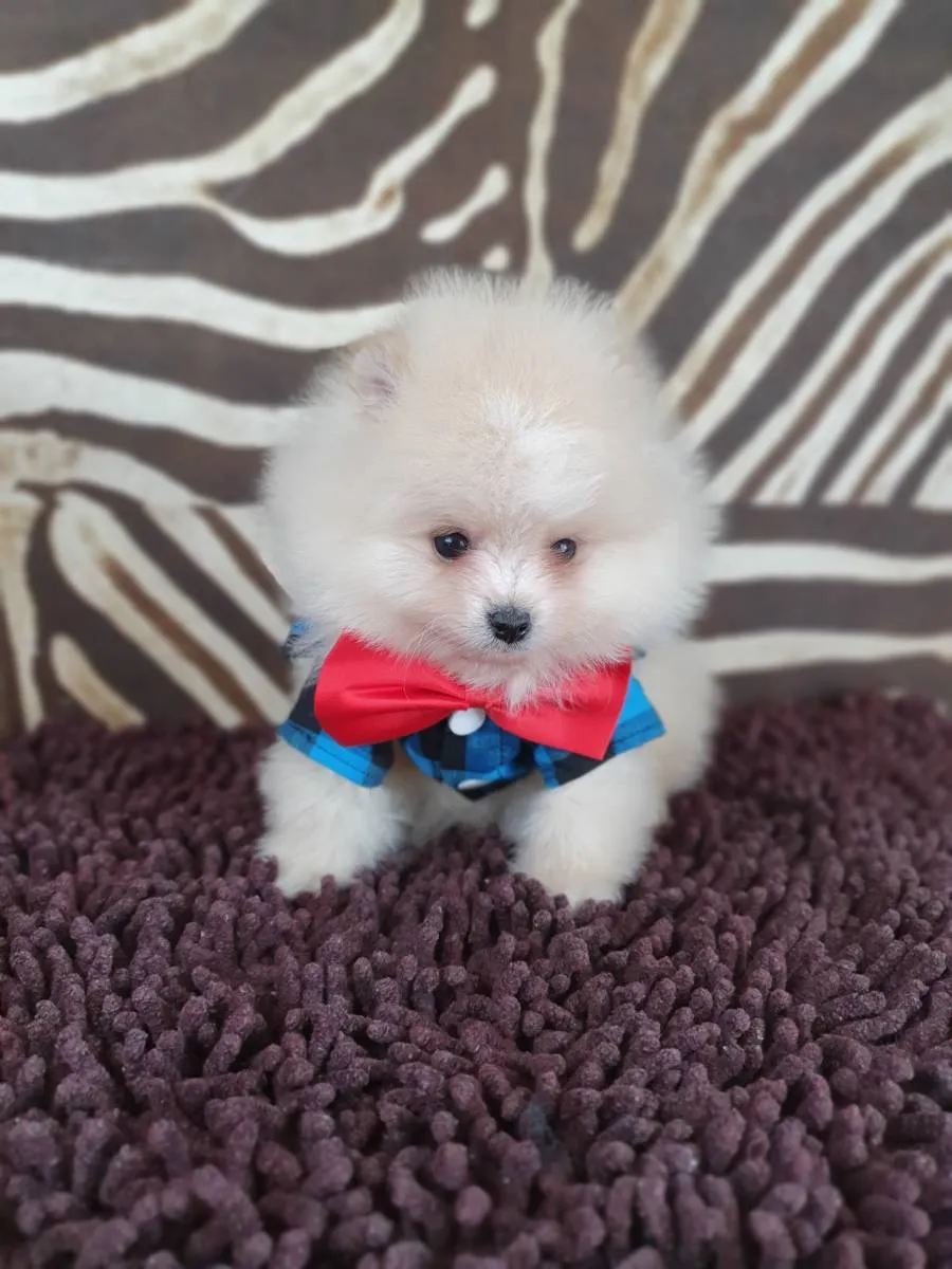 Nemački špic na prodaju, Novi Sad (4)