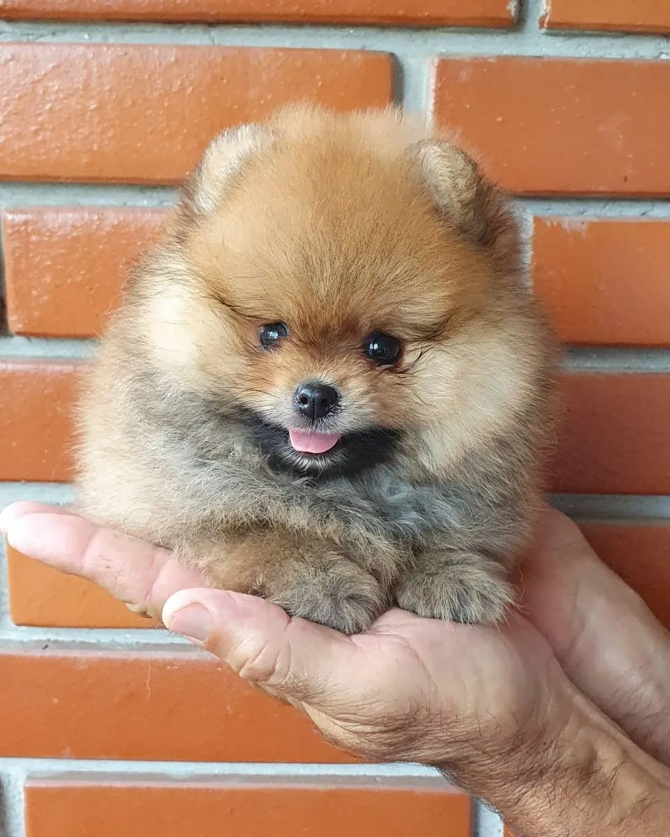 Nemački špic na prodaju, Novi Sad (3)