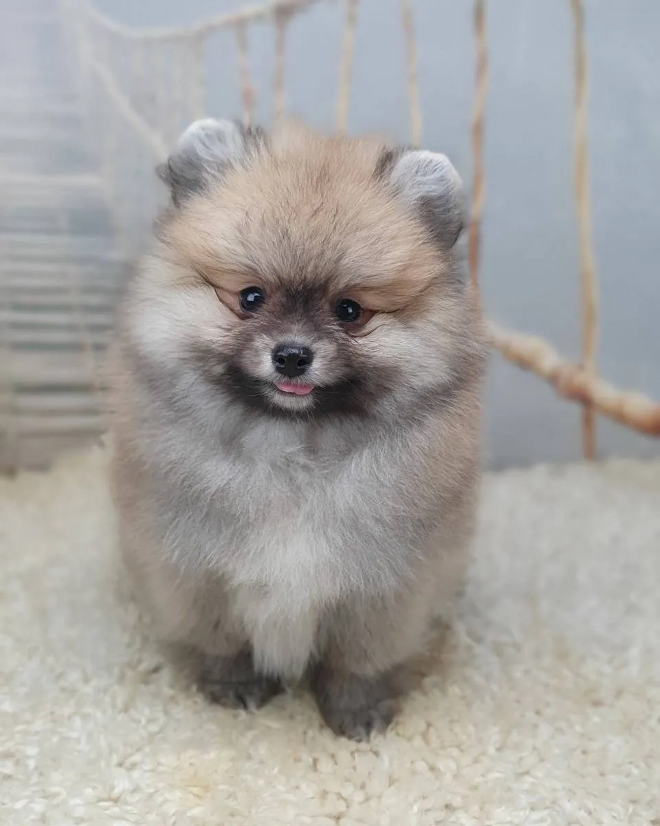 Nemački špic na prodaju, Novi Sad (2)