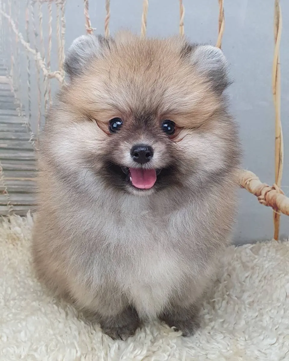 Nemački špic na prodaju, Novi Sad (3)