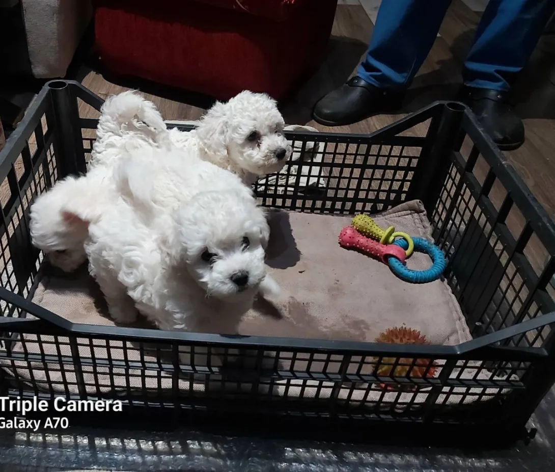 Kovrdžavi bišon na prodaju, Subotica (3)