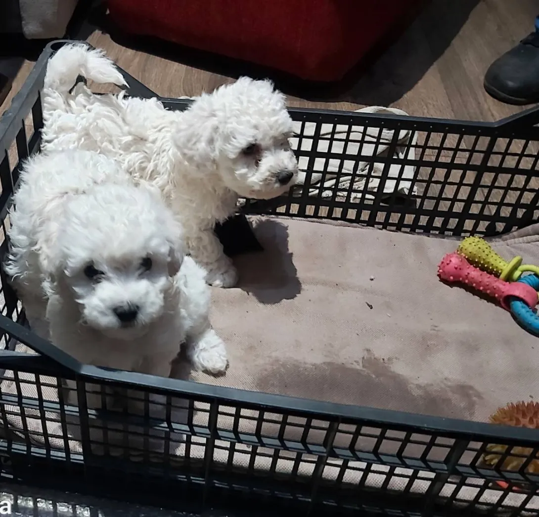 Kovrdžavi bišon na prodaju, Subotica