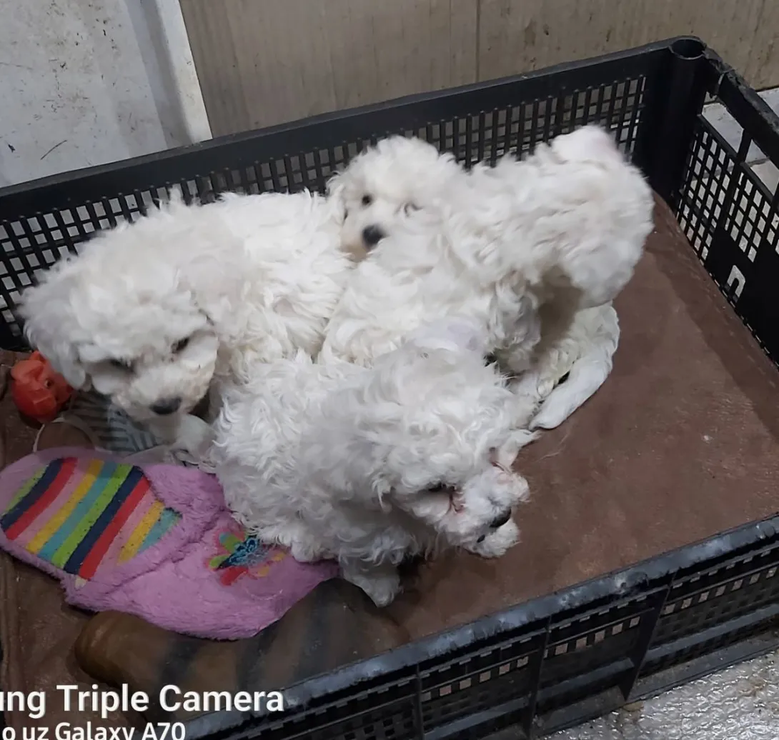 Kovrdžavi bišon na prodaju, Subotica (2)