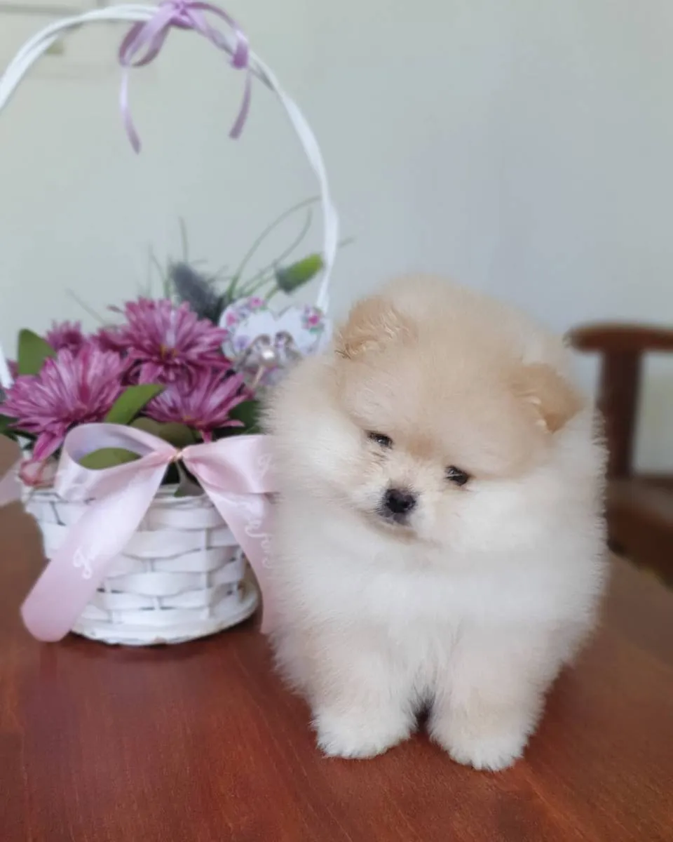 Nemački špic na prodaju, Novi Sad