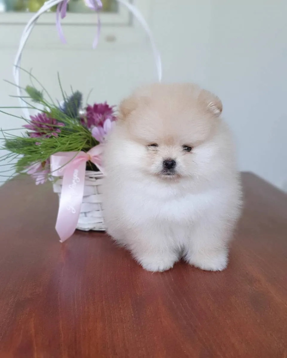 Nemački špic na prodaju, Novi Sad (4)