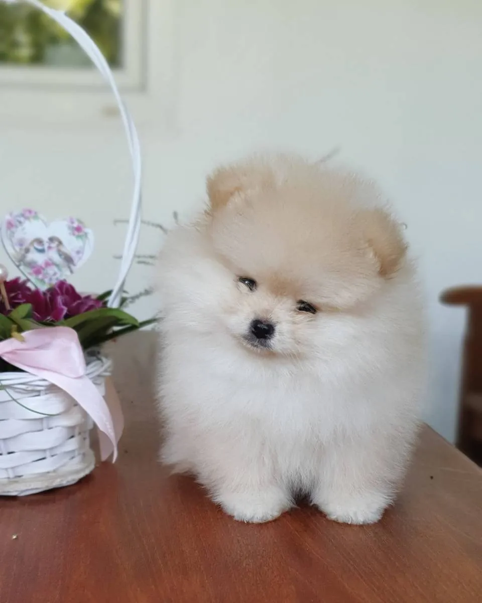 Nemački špic na prodaju, Novi Sad (5)