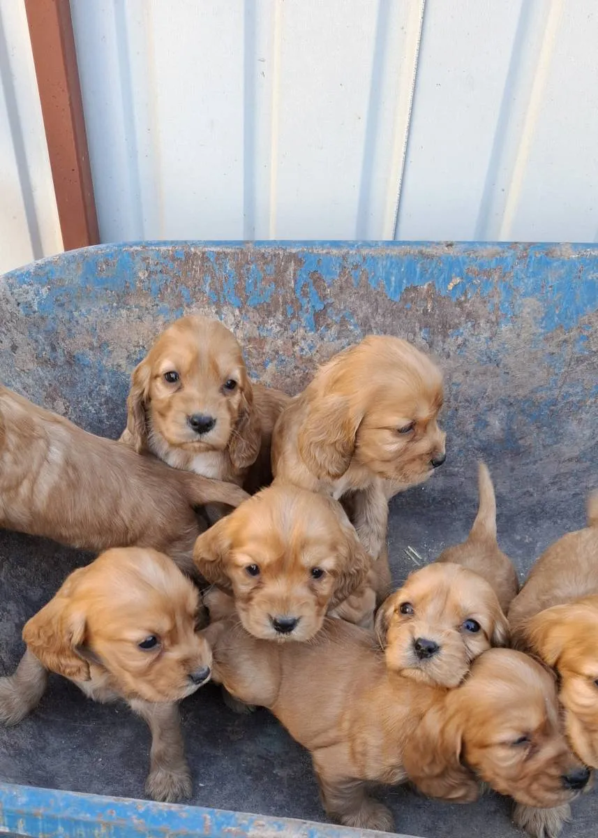 Engleski koker španijel na prodaju, Subotica (2)