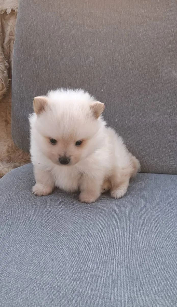 Nemački špic na prodaju, Subotica (2)