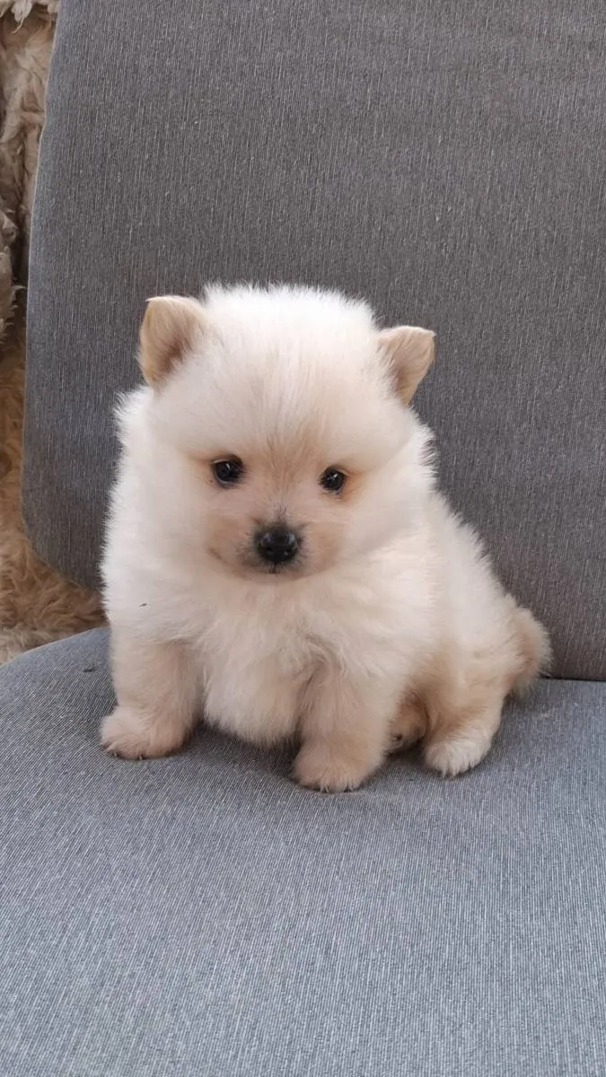 Nemački špic na prodaju, Subotica