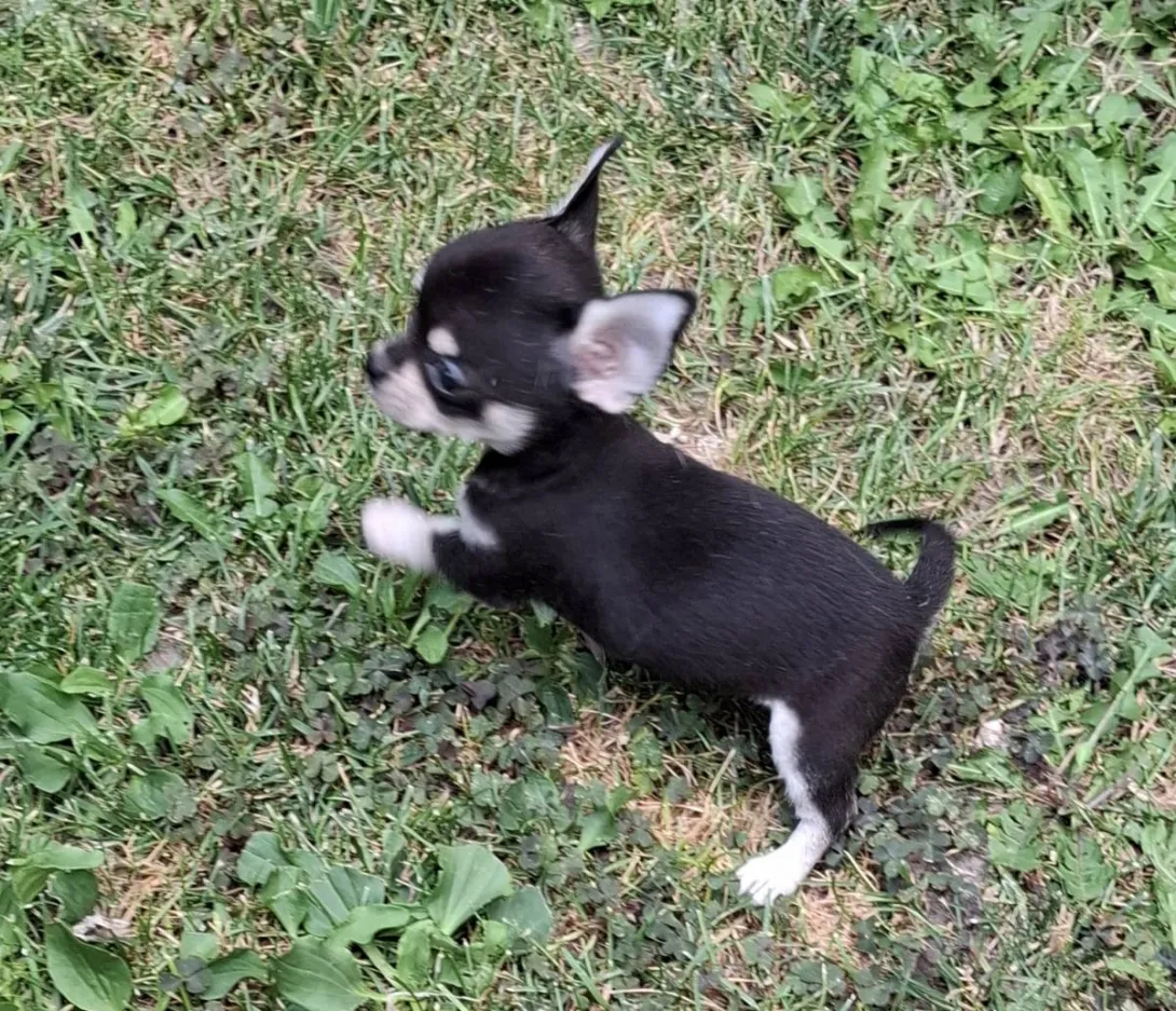 Čivava na prodaju, Subotica (4)