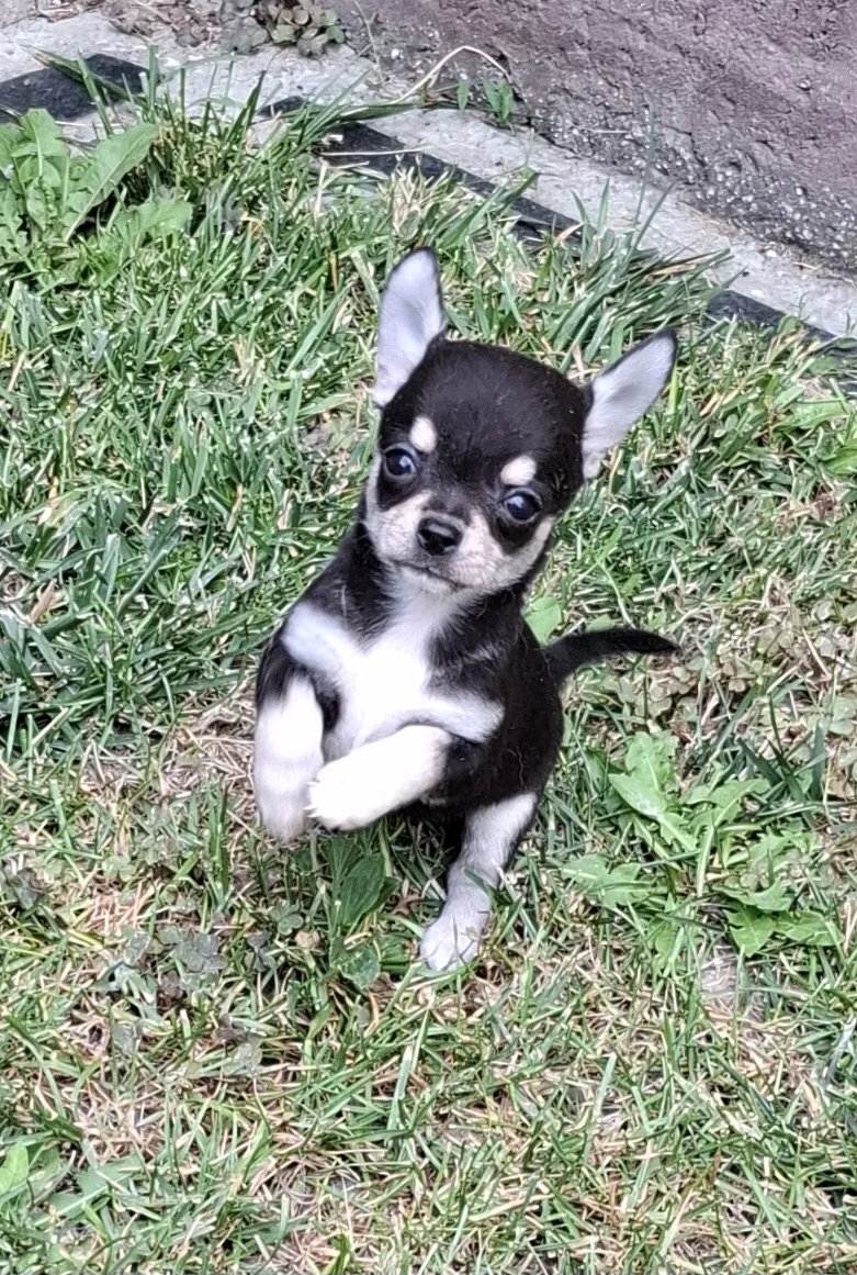 Čivava na prodaju, Subotica (2)