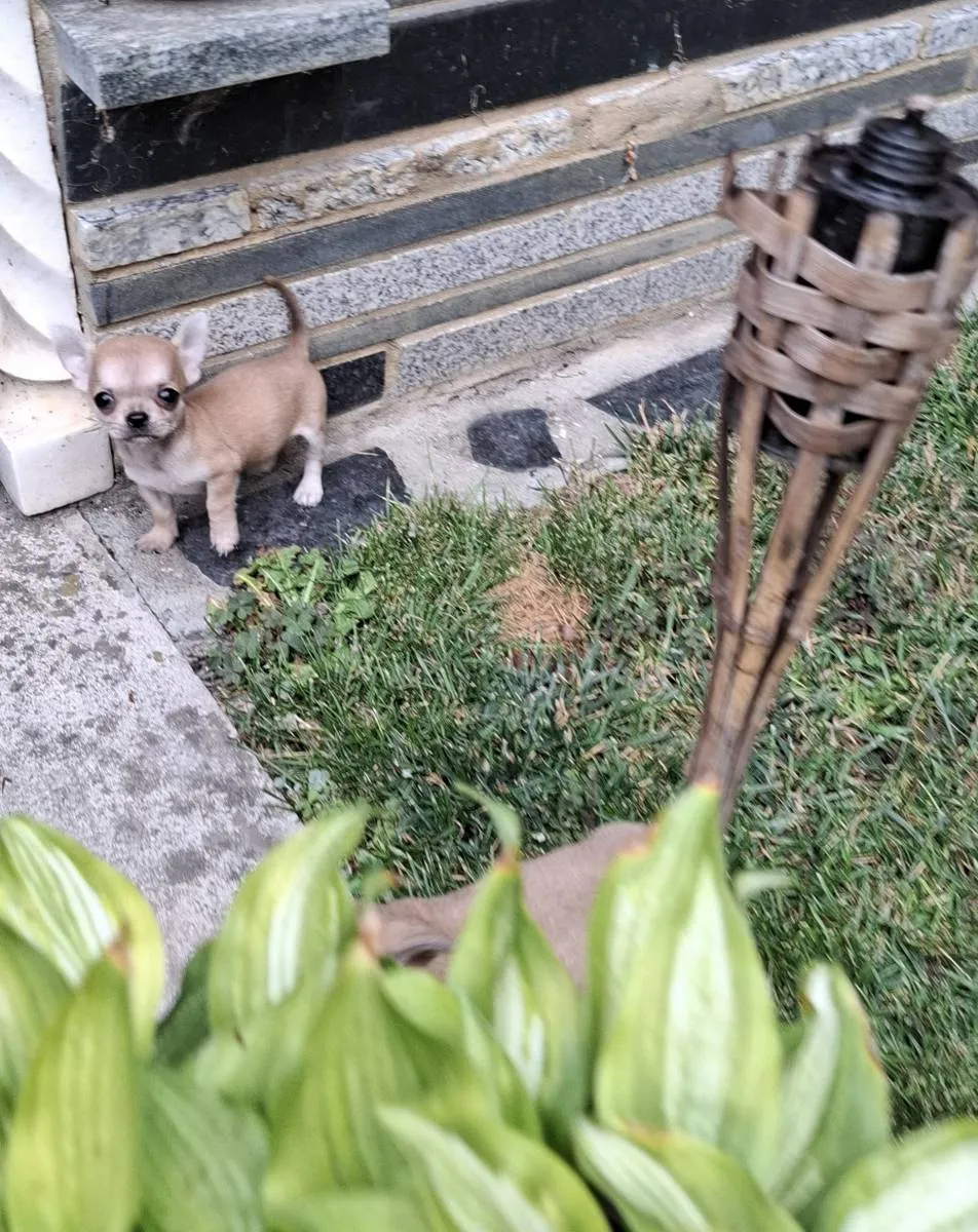 Čivava na prodaju, Subotica (3)